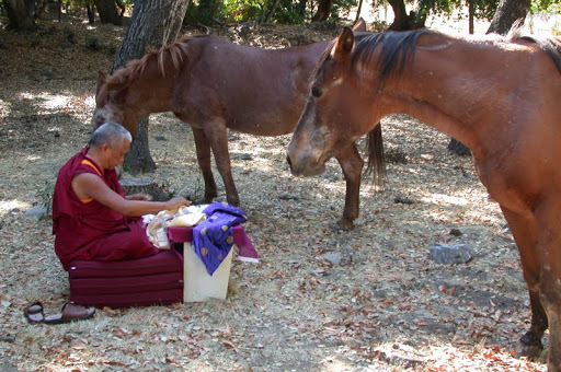 Rinpoche and horses